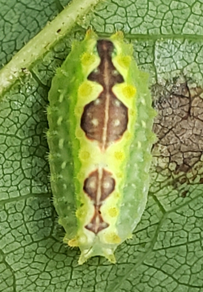 Purple-crested Slug Moth