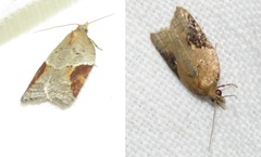 Acleris laterana