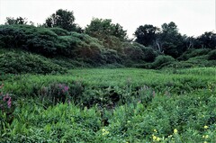 Decodon verticillatus