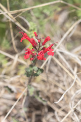 Salvia roemeriana