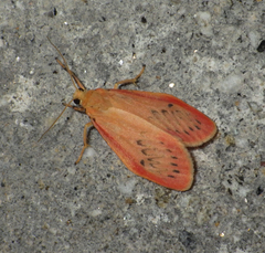 Miltochrista miniata