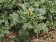 Chenopodiastrum murale