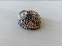 Phorcus turbinatus