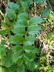 Valeriana officinalis