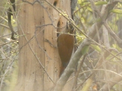 Lepidocolaptes angustirostris