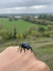 Timarcha tenebricosa