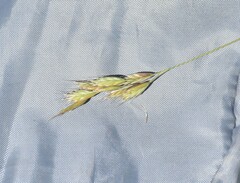 Bromus hordeaceus