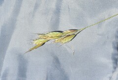 Bromus hordeaceus