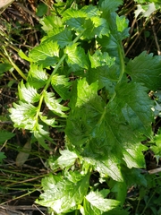 Valeriana officinalis