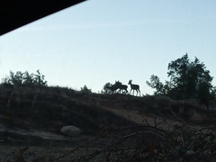 Cervus elaphus