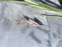 Bromus rubens