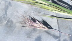 Bromus rubens
