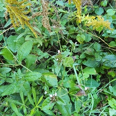 Elephantopus carolinianus