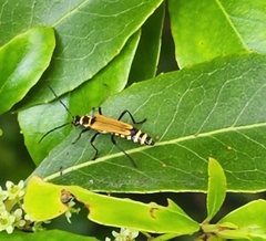 Chauliognathus flavipennis