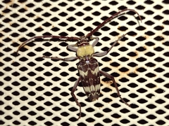 Megacyllene antennata