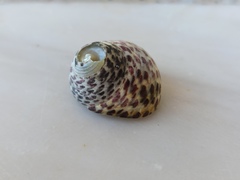 Phorcus turbinatus