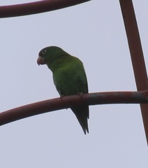 Brotogeris jugularis