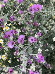 Sphaeralcea obtusiloba