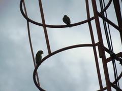 Brotogeris jugularis