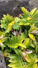 Asplenium obtusatum obtusatum