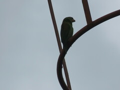 Brotogeris jugularis