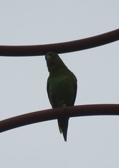 Brotogeris jugularis