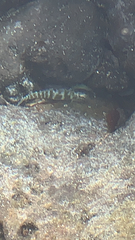 Entomacrodus chapmani