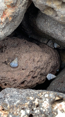 Echinolittorina pascua