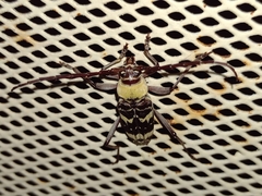 Megacyllene antennata