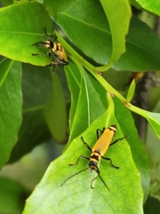 Chauliognathus flavipennis
