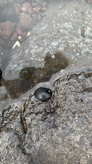 Nerita lirellata