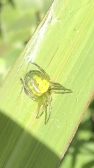 Araneus unanimus