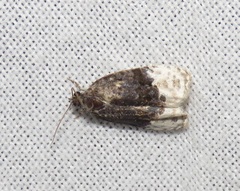 Apotomis betuletana