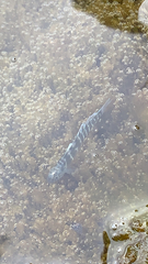 Kelloggella disalvoi