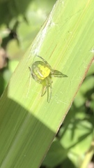 Araneus unanimus