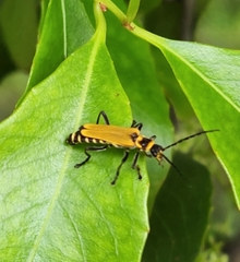 Chauliognathus flavipennis
