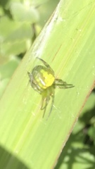 Araneus unanimus
