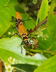 Chauliognathus flavipennis