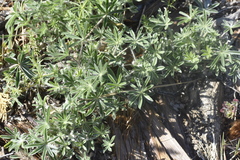 Lupinus grayi