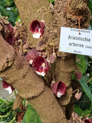 Aristolochia arborea