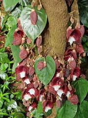 Aristolochia arborea