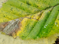 Stigmella