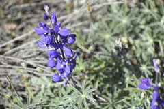 Lupinus grayi