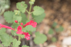Salvia roemeriana