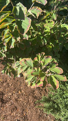 Hamamelis × intermedia