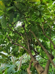 Aristolochia arborea