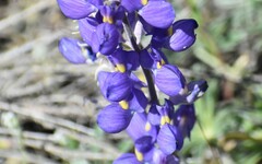 Lupinus grayi