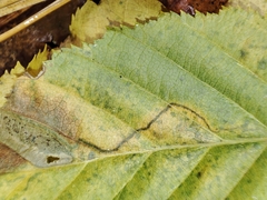 Stigmella