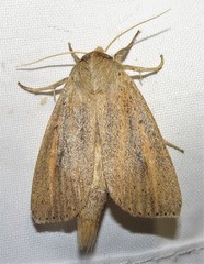 Globia oblonga