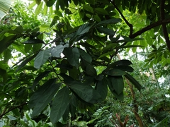 Aristolochia arborea